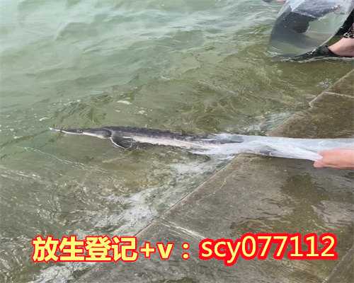 武汉哪里能放生黑鱼，武汉集中核酸检测结果5月22日起可正式查询