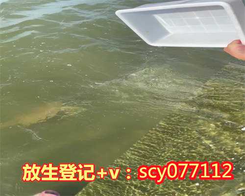 惠州2023年12月2号能放生甲鱼吗,惠州放生